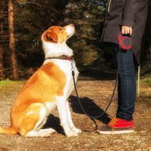 Say Goodbye to Tug-of-War: One-Handed Control Leash for Relaxed Walks