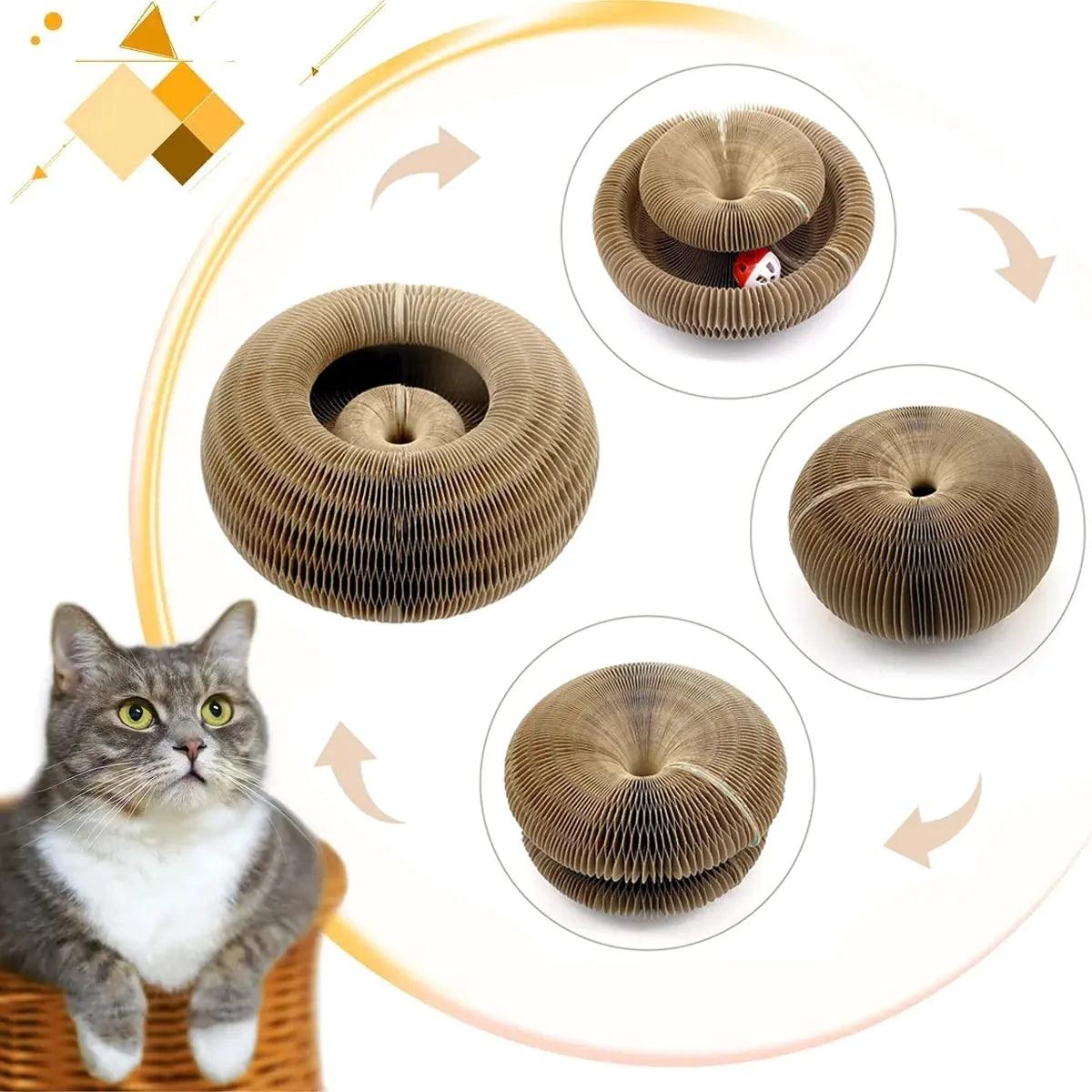 Magical Kitten Curl